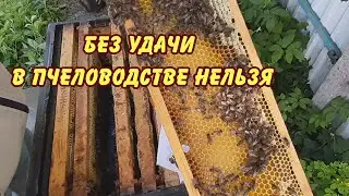без удачи в пчеловодстве нельзя, подсадка матки