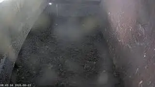 Somerset Wildlife Trust Barn Owl webcam (internal)