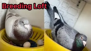 Some breeding progress of my Racing Pigeon pairs 2024 in Pakistan