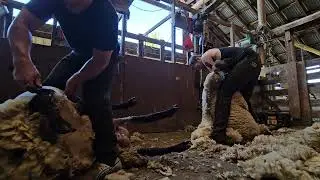 Shearing Run Oregon June 2024