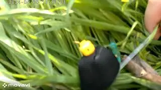 Рыскать в поле