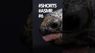 ASMR #6 Baby Giant Tortoise / Turtle Eating Watermelon | 4K #shorts #asmr #love #sweet #subscribe