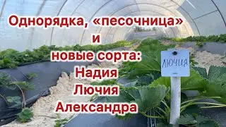 Однорядка, «песочница» и новые сорта клубники: Надия, Лючия, Александра. 04.10.2024