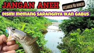 Full Strike || Mancing Langsung Disarang Ikan Gabus | Hasilnya Ulah Di Omong Deui Lur