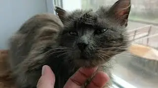 Он сам пришел за помощью.Бездомный котик Чуви