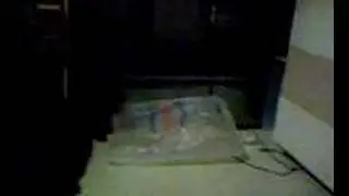 Funny Cat´s (Lustige Katzen in einer Tüte)Part 2