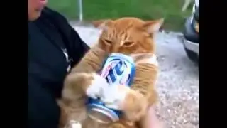 Funny cats compilation 2