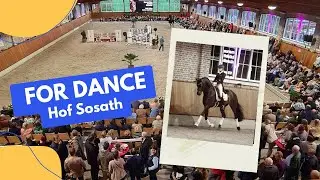 Dressurhengst FOR DANCE 💃 - Hof Sosath