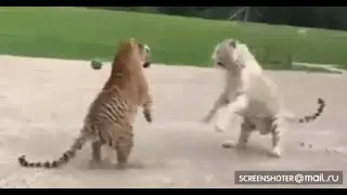 БЕЛЫЙ ТИГР ПРОТИВ БЕНГАЛЬСКОГО ТИГРА 