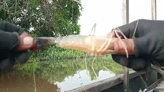 Ini Yang Di Namakan Strike Bertubi Tubi Capit Kuning!!!