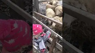 #sheep