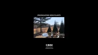 Tiny remnants of plants can create stunning new blooms - let's delve into the wonder of regeneration