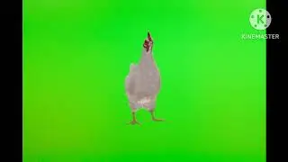 Green screen eating hens ! speaking , walking Hens !