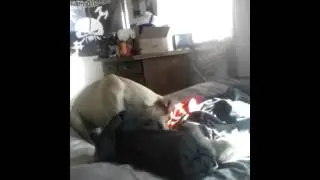 Leo vs Chomper tug of war