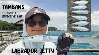 How to fish for TAMBANS and use them as BAIT | LABRADOR JETTY #fishinginsingapore #livebaitfishing
