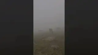 лошади в тумане на склонах Димерджи 
