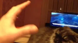 Укрощение строптивой...кошки)))