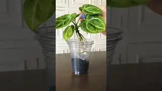 Karides ve Bitki toprağına geçiş - Anthurium Silver Blush