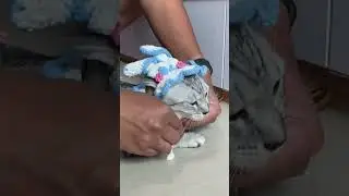 COBAIN TOPI VIRAL BUAT GENG GEMBROT 