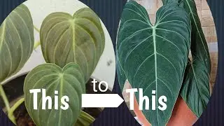 Philodendron Melanochrysum || Green planet ||