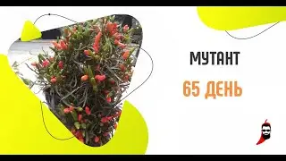 Перец Мутант на 65 день