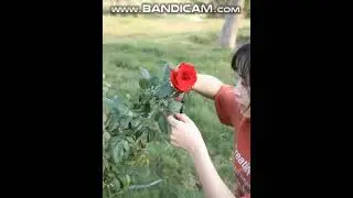 Секатор профессиональный в работе