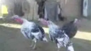 funny moment 7 chicken sing
