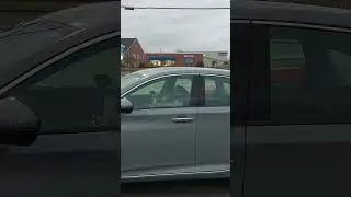 The Three Amigo Schnauzers