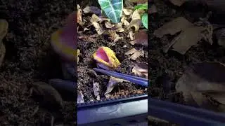 Pac-Man Frog Eating 🐸
