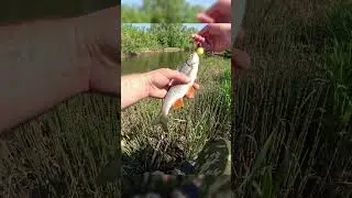 Второй Голавль на воблер паук  #рыбалка  #fishing