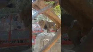 African Lion - #african #lion #sandiego #zoo #california #usa #animals #animal #big #cat #africa