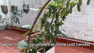 Cucumbers grown in foam containers at home bring great joy
