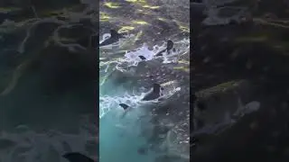 Shark and fish 