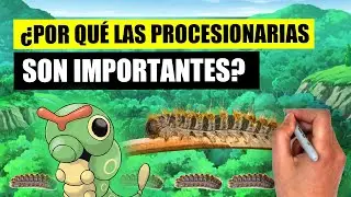 🐛 El CURIOSO CASO de las ORUGAS PROCESIONARIAS | ¿POR QUÉ es IMPORTANTE CONOCERLAS? 🐛