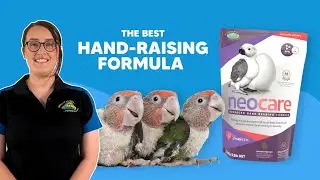 Neocare - The Best Hand-Raising Formula for Birds