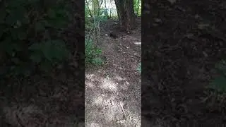 Черныш бери орех