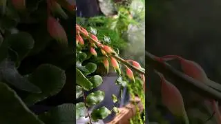 Как цветет гастерия🌵