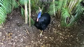 Australia Zoo Cassowarys 🪶