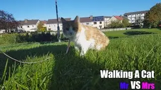 A Kittens Day Out - MrVSMrs - Vlog 8