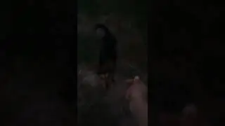 очень послушная собака 🐶
