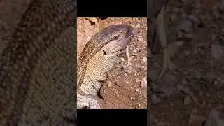 deadliest animals