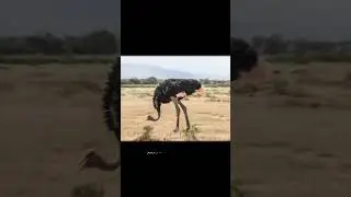 У страусов нет ни единого зуба... #наука #факты #познавательное
