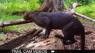 RARE JAGUARUNDI on Trail Cam! 48 Species of Costa Rican Jungle Wildlife | Trail Cam Compilation