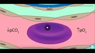 solunum sistemi