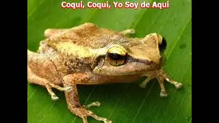El Coquí Boricua y Su Canto