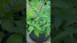 We got the sweet heat peppers bussing #htown #containergardening #gardening #GodsConstruction