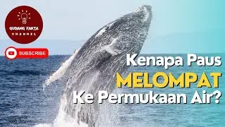 Kenapa Paus Melompat Ke Permukaan Air?|Gudang Fakta #infomenarik #infounik #faktaunik #infoterbaru