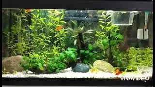 Acquario acqua dolce