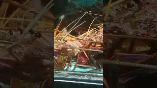 Masha Allah