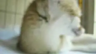грустный фенек